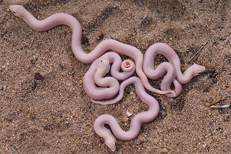 Leucistic W. Hognose cb02