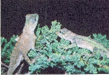 Acanthosaura capra & Japalura spengleri