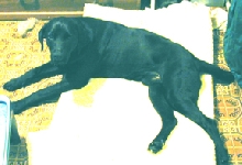 Buddy