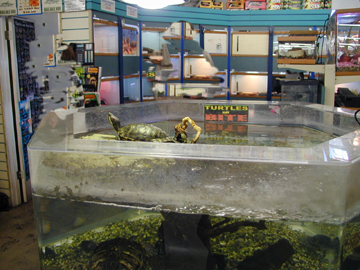 PetStore Turtle