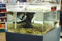 PetStoretank