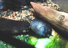 Finally caught him basking!
