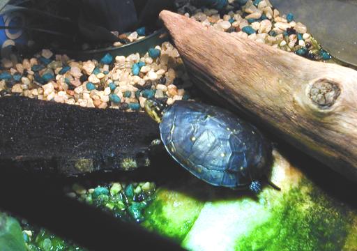 Finally caught him basking!