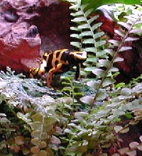 D. leucomelas