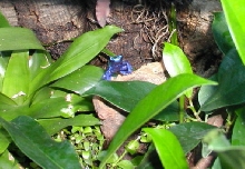 D. azureus
