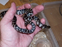 axanthic