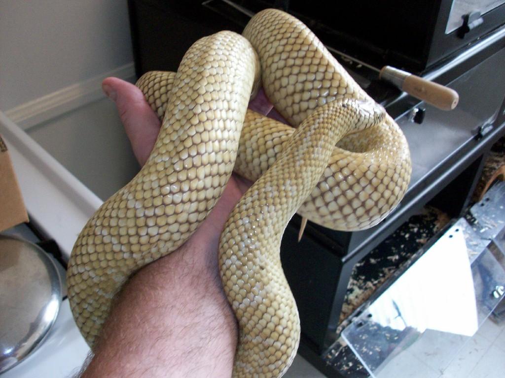 new hypo