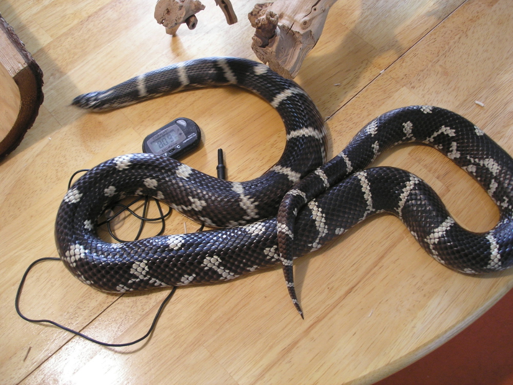 Eastern Female