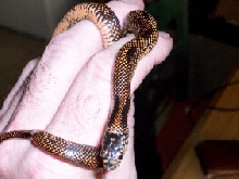 goini