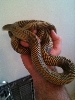 new goini