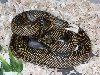 new goini