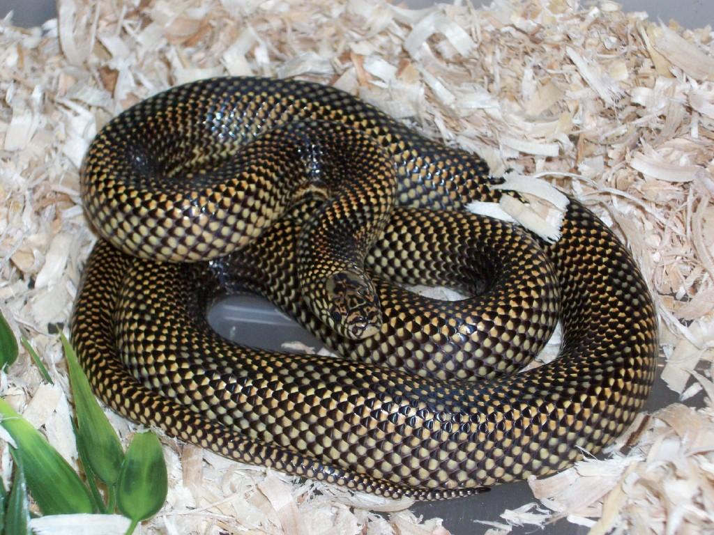 new goini