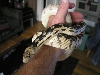 Sonoran Gopher