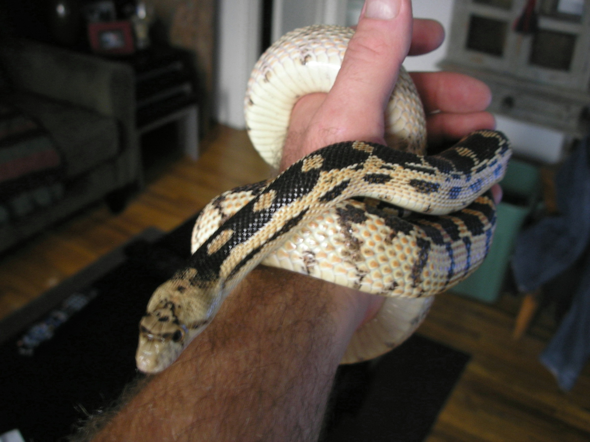 Sonoran Gopher