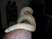 hypo arm