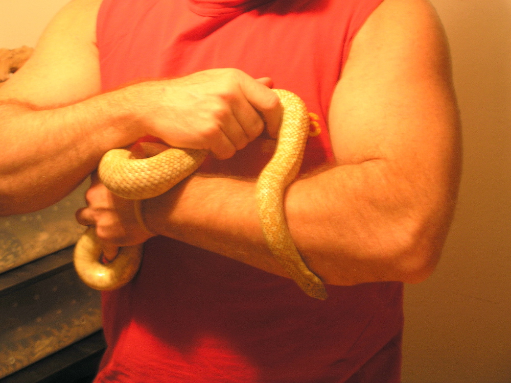 hypo