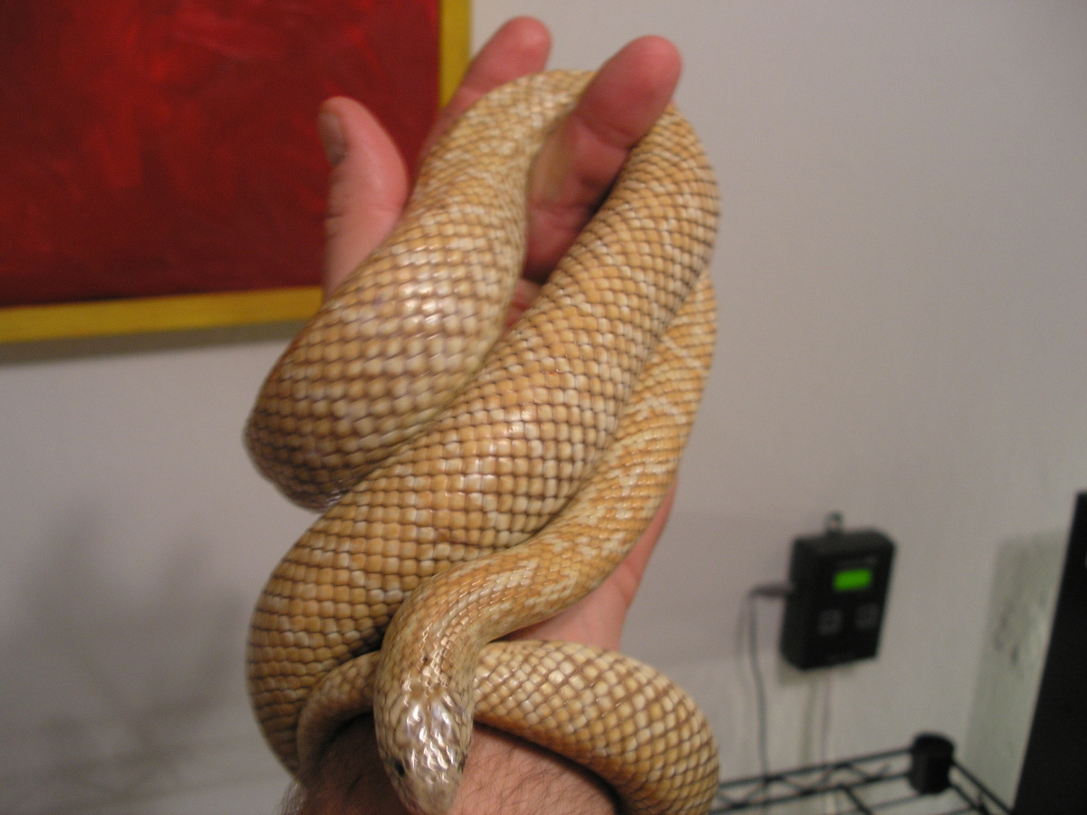 Hypo Male