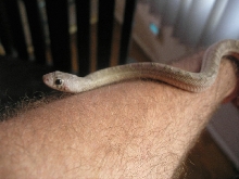 whiteside