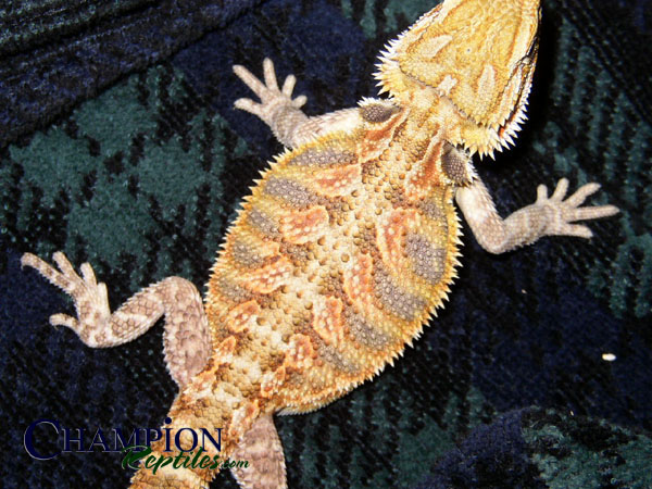 INTENSE orange female