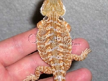 Holdback Male from Our Orange/GermanXRedflame Line
