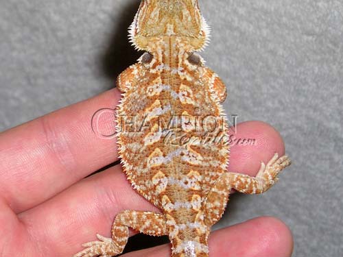 Holdback Male from Our Orange/GermanXRedflame Line