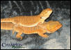Red Female on Orange/German Male