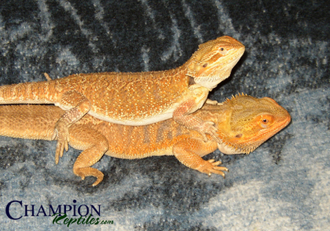 Red Female on Orange/German Male