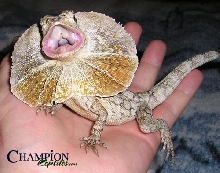 Juvi NG Frilled Dragon