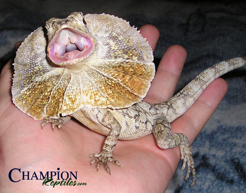 Juvi NG Frilled Dragon