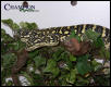 Jungle Carpet Python