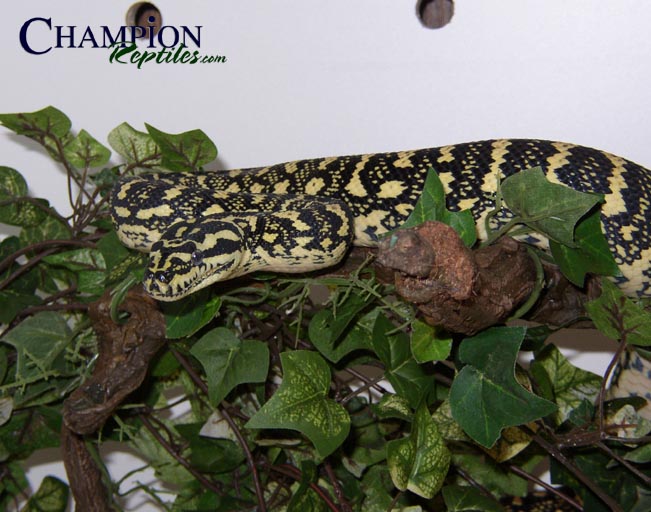 Jungle Carpet Python
