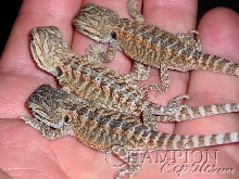 1 Day Old Orange/GermanXRedflame Hatchlings