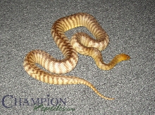 Female Woma