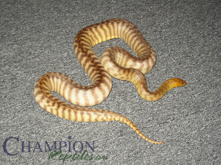 Female Woma