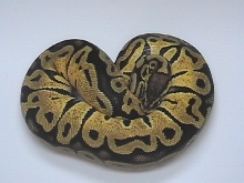 pastel female