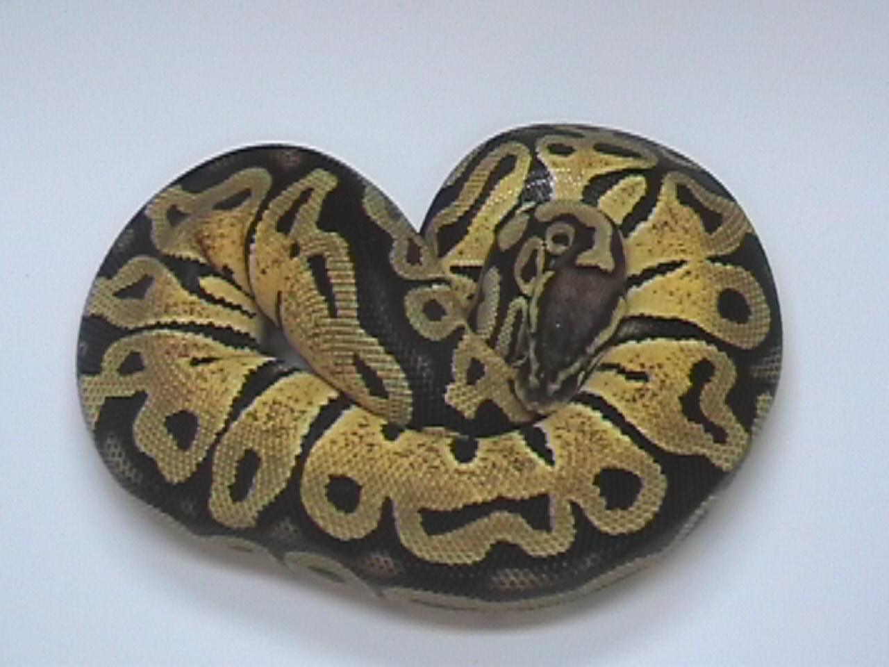 pastel female