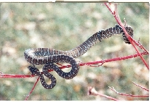 banded bredli 1