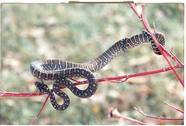 banded bredli 1