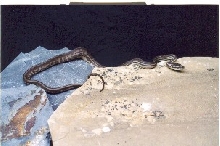 striped bredli
