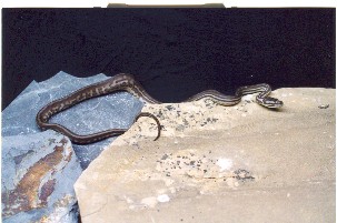striped bredli