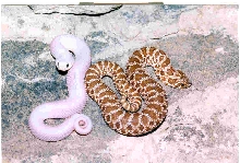 Leucistic Hognose