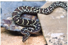 AngolanPython