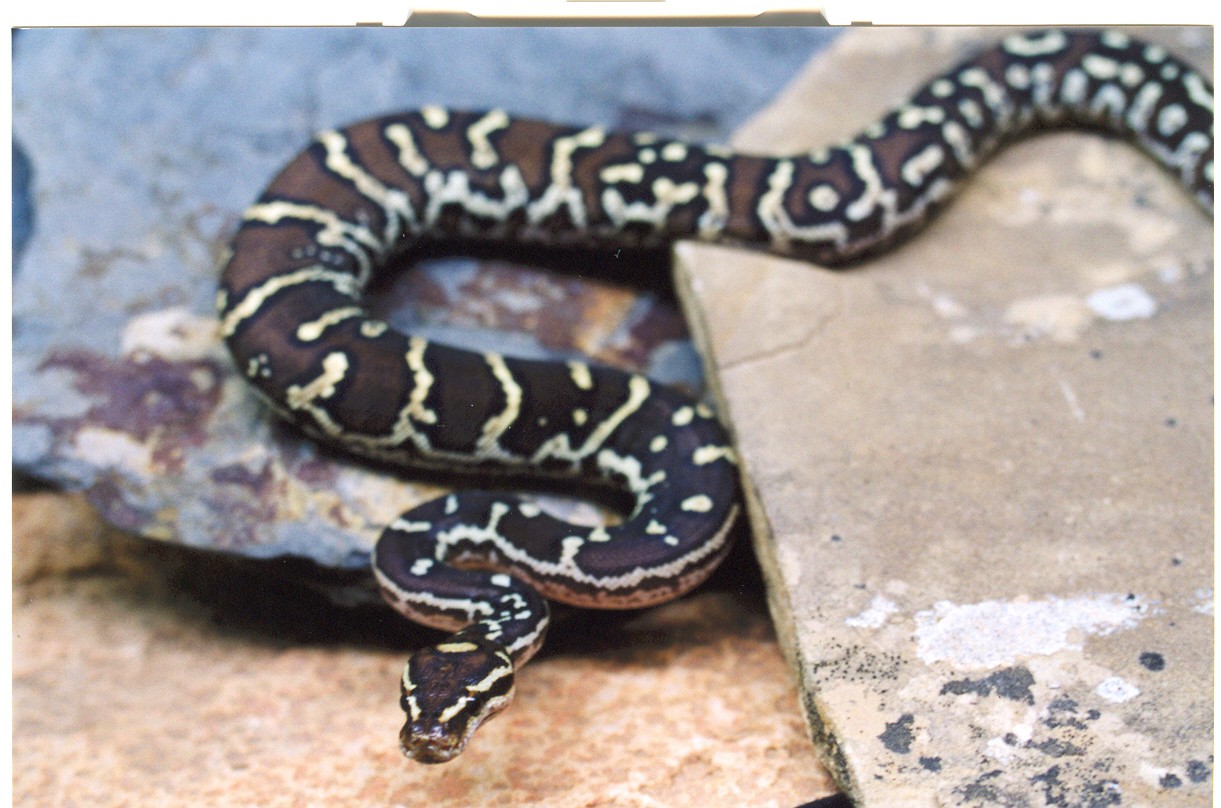 AngolanPython