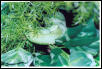 Bothriechis lateralis
