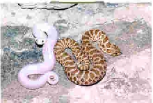 Leucistic Hognose