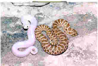 Leucistic Hognose