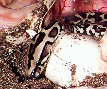 Strange Burmese Python Hatchling