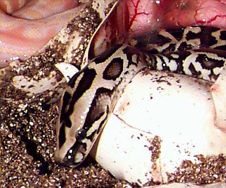 Strange Burmese Python Hatchling