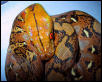 Het Albino Retic