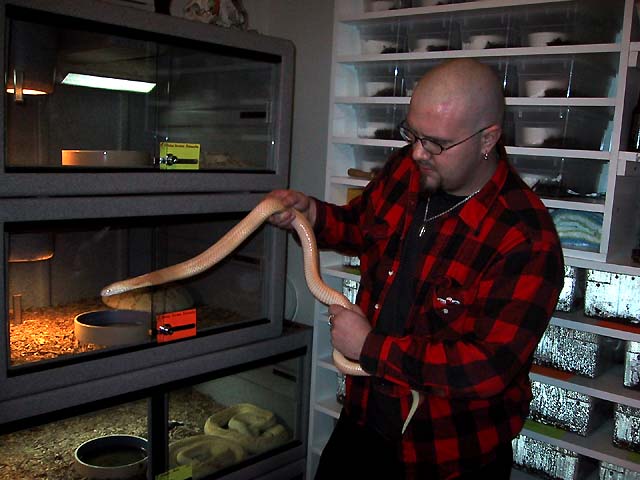 Albino Monacle Cobra